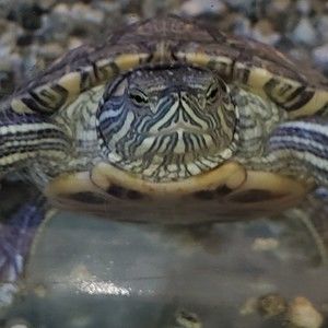 Meet your Posher, Brian